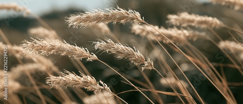 Dry golden grass swaying gently in warm sunlight