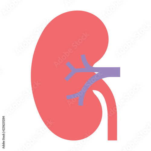Human kidney organ vector illustration isolated on white