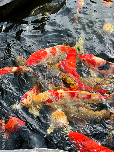 Colorful Koi or Japanese golden carps in water