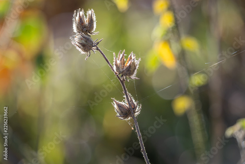 Four open seed pods on a swamp hibiscus shrub with spiderwebs, are backlit by the morning sun against a colorful blurred background at Arundel wetlands on the Gold Coast in Queensland, Australia.