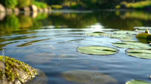 Water Ripples in Pond with Lily Pads and Stones