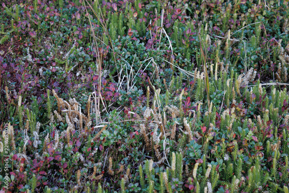 Obraz premium Clubmoss and bilberry in alpine heath at 1800 m (Lycopodium)