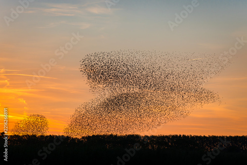 Fotografie Beautiful large flock of starlings (Sturnus vulgaris)