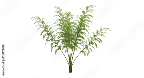 Lush Green Fern Plant Isolated on a Transparent Background for Botanical Design Projects