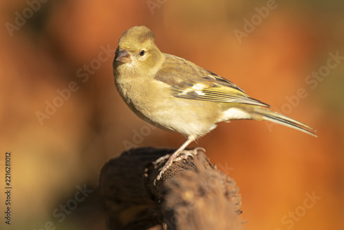 Common Chaffinch (Fringilla coelebs) perched on a branch against a soft autumn background, surrounded by warm foliage and natural seasonal colors in its woodland habitat.