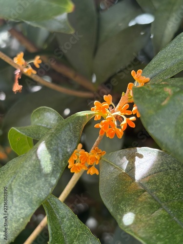 butterfly on flower