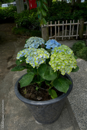 紫陽花の花