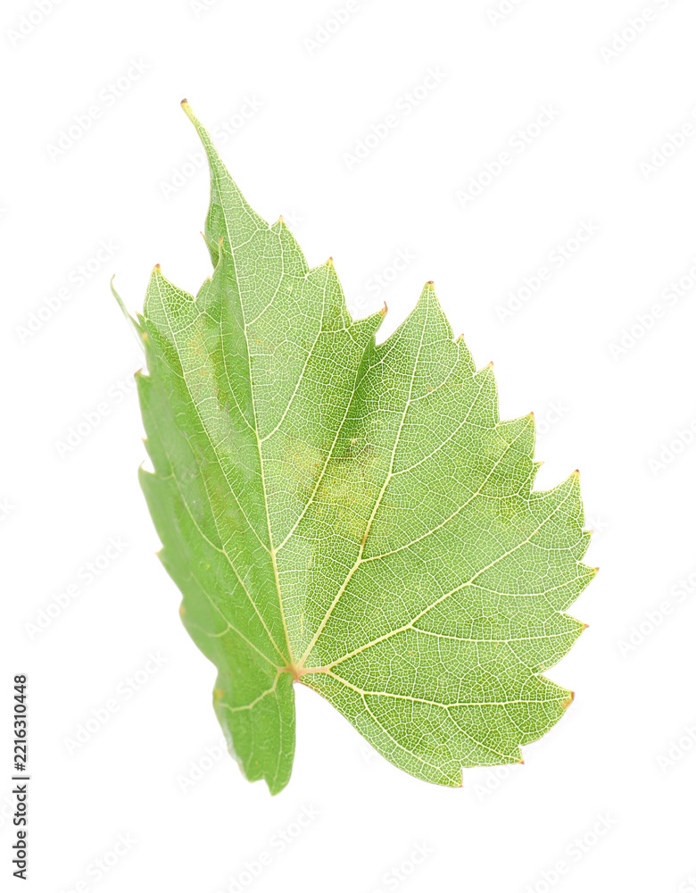 Fototapeta premium Fresh green grape leaf isolated on white