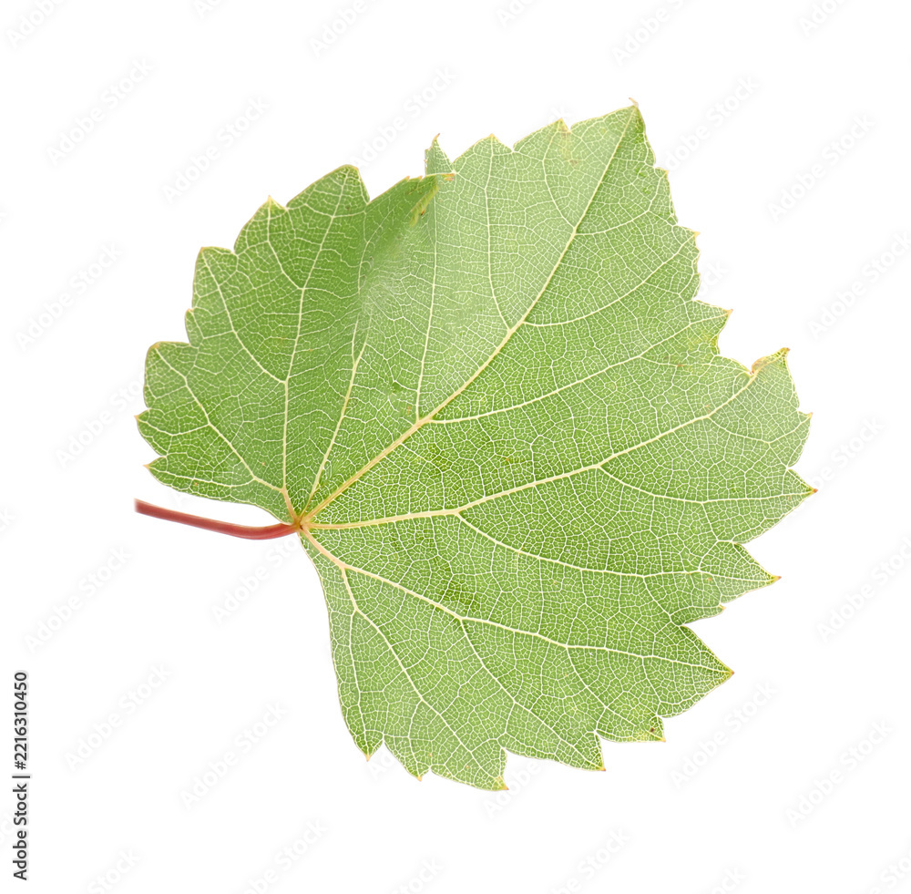 Fototapeta premium Fresh green grape leaf isolated on white