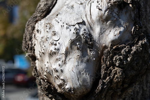 Close-up of a unique burl growth on a weathered tree trunk. Detailed texture of rough bark and bumpy wood surface with natural light and shadows in an outdoor setting.