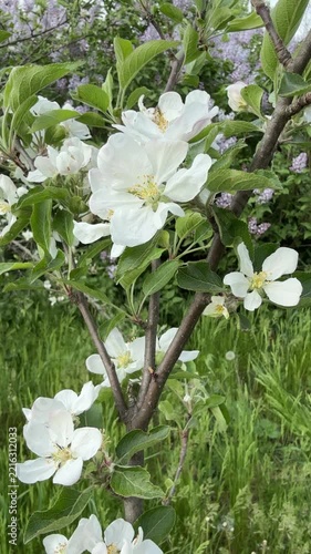 Spring blossom of apple tree in orchard, vertical video.
