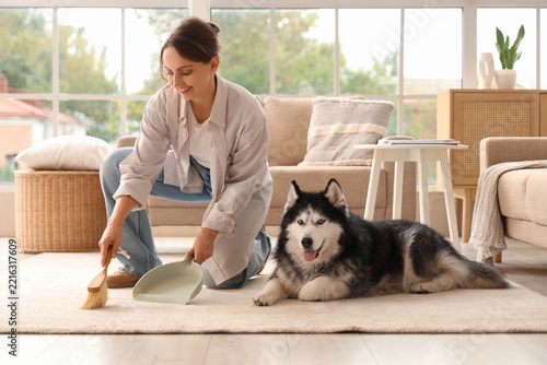 Pet care and home cleaning, woman sweeping floor with husky dog in living roo...