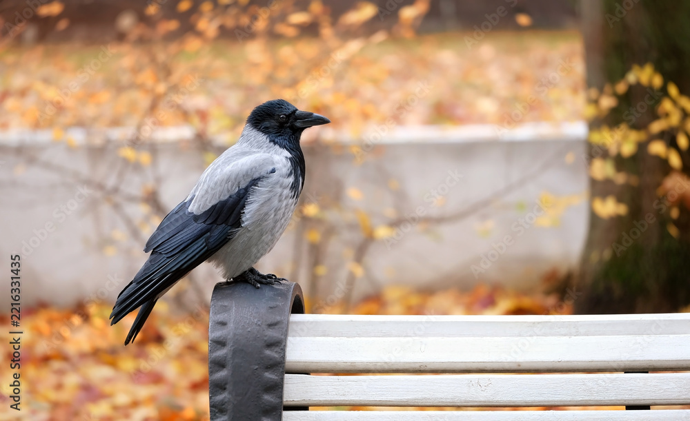 Fototapeta premium gray crow sitting on bench at autumn day in city park. Beautiful portrait of common hooded crow posing in autumn park. protection and care of wild birds, environment, ecology. save wildlife
