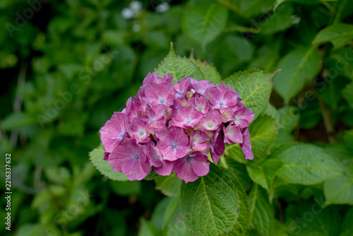 アジサイの花