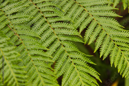 Fern fronds are overlapping across frame in shaded forest understory, showing serrated leaflets