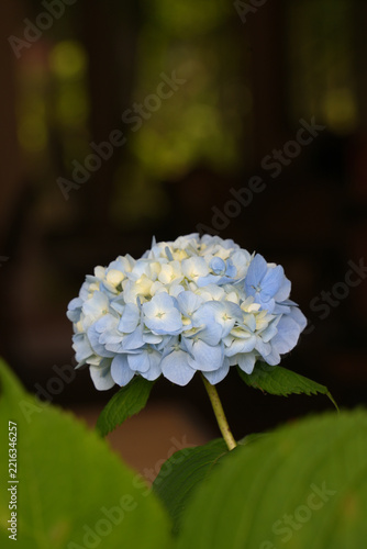 アジサイの花