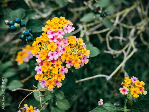 Colorful Lantana Flowers Blooming Among Lush Green Foliage in Nature
