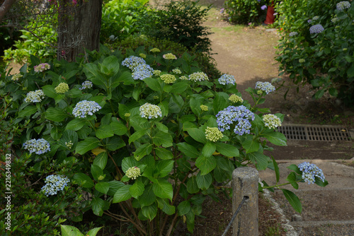 アジサイの花