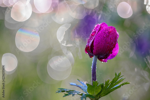 Anemone with raindrops against a magical bokeh background