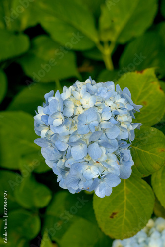 アジサイの花