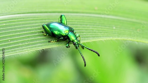 Green beetle on a green leaf close-up