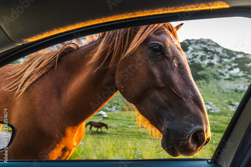 Curious horse looking through car window in Durmitor