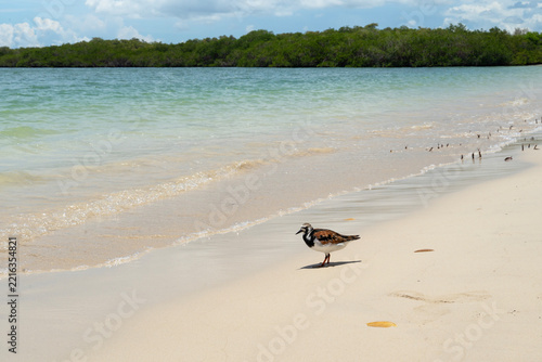 Sandy beach in Galapagos, Ecuador
