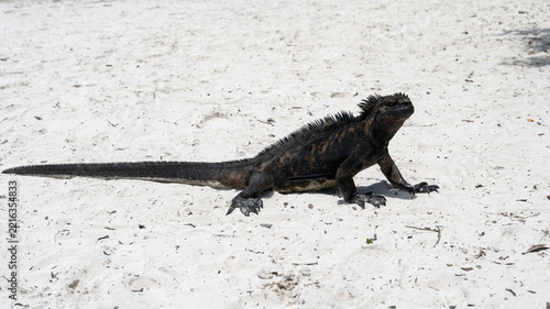 Marine iguana on sandy beach in Galapagos, Amblyrhynchus cristatus full view, Santa Cruz island