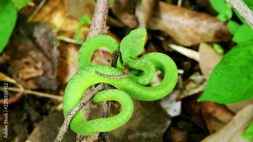 Red tailed pit viper, Trimeresurus erythrurus,