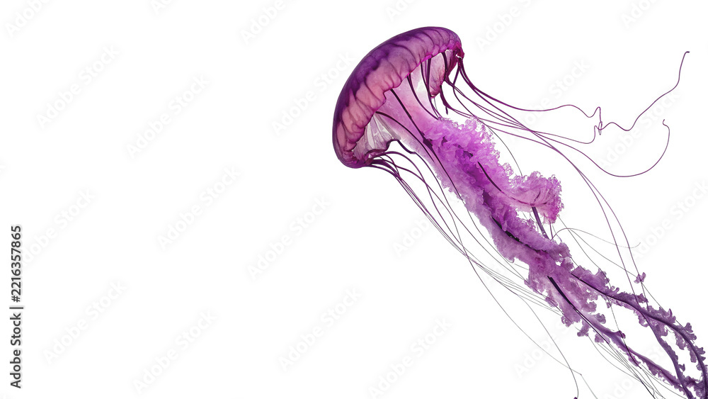 Naklejka premium Beautiful vibrant purple jellyfish swimming aquatic marine creature ocean wildlife isolated on transparent background
