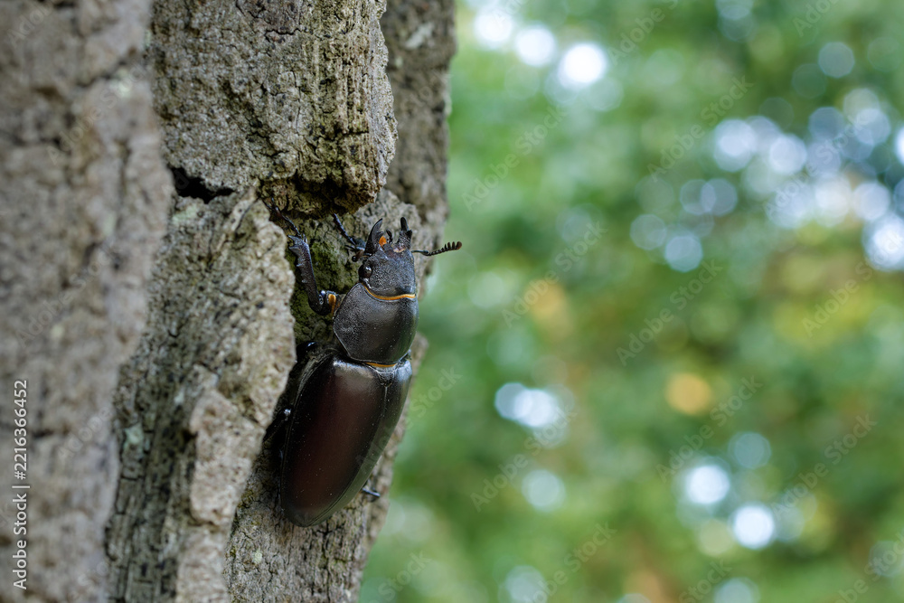 Fototapeta premium European stag beetle (Lucanus cervus) female close-up with forest bokeh background