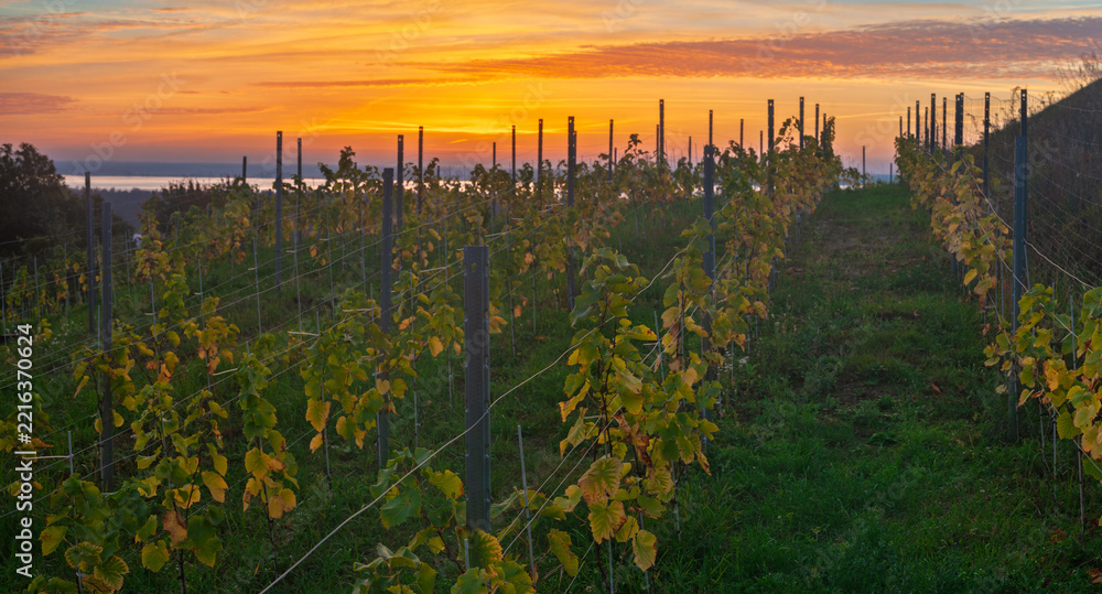 Fototapeta premium A small vineyard in the hills of Szczecin, Poland, with the sun rising