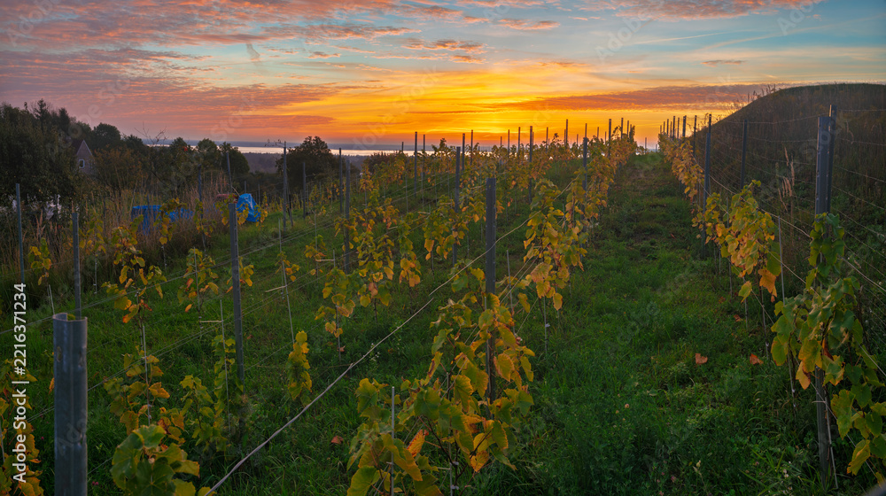 Fototapeta premium A small vineyard in the hills of Szczecin, Poland, with the sun rising