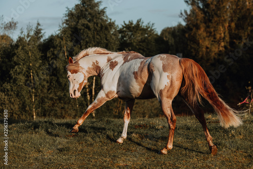 Stunning paint horse trotting in a field at sunset