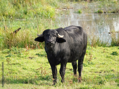 Black water buffalo with white horns standing in a grass meadow with a small lake in the background