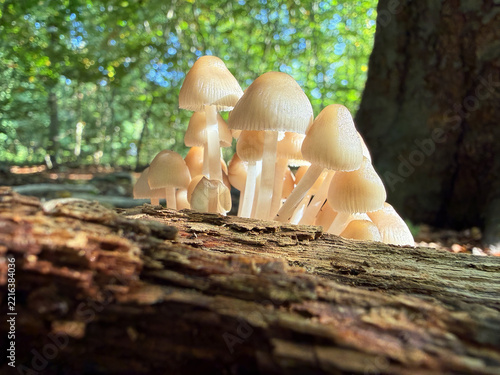 Cluster of small white wild mushrooms fungus growing from a fallen log in a forest