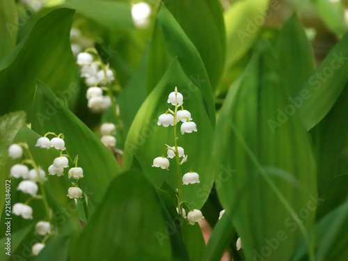Delicate white lily of the valley flowers surrounded by green leaves