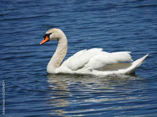 Majestic mute swan with white feathers and orange beak swimming in rippling blue water