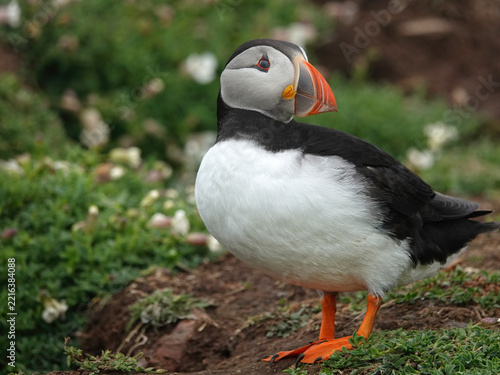 North atlantic puffin with white and black feathers and orange beak and feet looking back