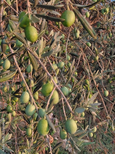 Fresh green olives hanging on olive tree branch                               
