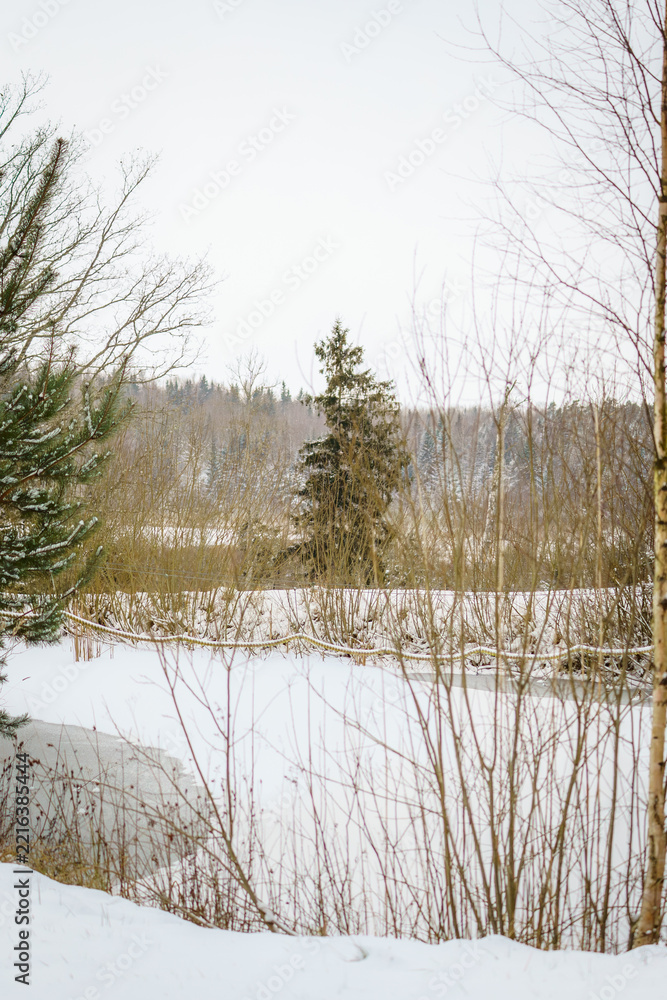 Obraz premium Fresh snowfall covering a peaceful natural landscape with Scots pine (Pinus sylvestris), deciduous trees and dense evergreen vegetation. Soft muted winter scenery.