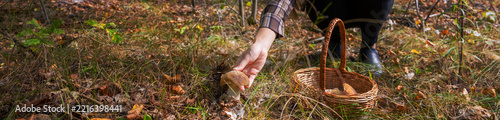 Woman picking porcini mushrooms in autumn forest near basket