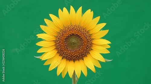 sunflower on a green background