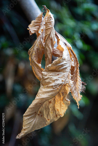 Wilted brown leaves hanging from thin branch in close-up against soft blurred forest background showing dryness and decay with muted natural tones outdoors moody nature scene shallow depth of field