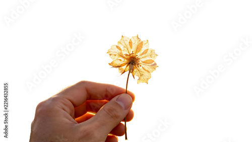 A hand holding a delicate dried flower isolated on transparent background