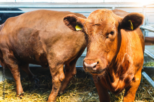 Obraz na plátně Young red angus cattle in barn of beef farm.
