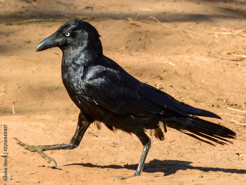 Fototapeta premium Torresian Crow (Corvus orru) in Australia