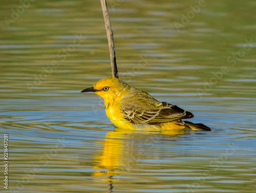 Rare wild Yellow Chat (Epthianura crocea) in Australia