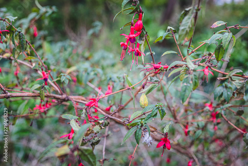 Pink Fuchsia Flowers Blooming in Dublin Park