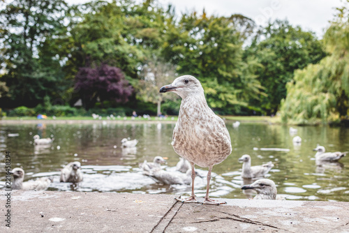 Young Gull Standing on Stone Bank Near Water